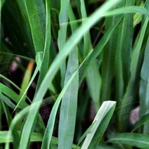 프래그런스오일 시트로넬라, 20ml