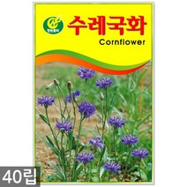 봉선화 50립 - 봉숭아 씨앗 봉선화씨 꽃씨 꽃씨앗 씨앗 씨 야생화씨앗 봉숭아씨, 15_청농_수레국화(40립)