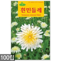 구절초 씨앗 1000립 / 구절초씨앗 구절초씨 꽃씨앗 꽃씨 씨 야생화씨앗 야생화 야생꽃씨 들국화 구일초, 09_청농_흰민들레(100립)