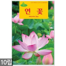 레드 꽃양귀비 씨앗 1000립 / 양귀비꽃씨앗 꽃양귀비씨앗 개양귀비씨앗 꽃씨 씨 야생화씨앗 야생화 야생꽃씨, 05_청농_연꽃(10립)
