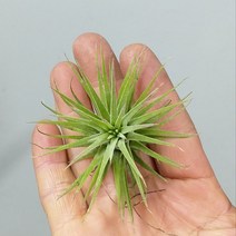 행복한꽃순이 틸란드시아 이오난사 공중식물