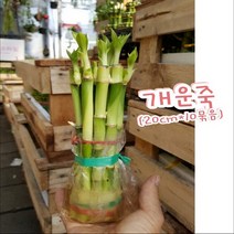 행복한꽃순이 개운죽 (20cm) 만년청 수경식물 유리병 공기정화 10개 묶음