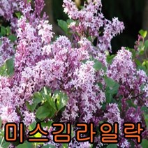 미스김라일락 개화주 1그루[키40센티]