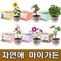 [꿈쟁이] 자연애 마이가든 - 새싹키우기 씨앗키우기 꽃씨앗, 06 튼튼한 강낭콩