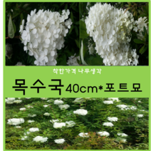 착한가격나무생각 목수국 40cm*포트묘 1주