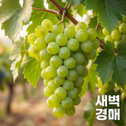 당일경매 신선한 프리미엄 고당도 샤인머스켓, 1박스, 2kg