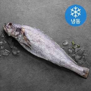 한올레 제주 통민어 (냉동), 1개, 400g(특대)