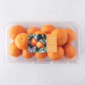 가족 당도선별 12bix 서귀포 카라향, 1.5kg(소과), 1개