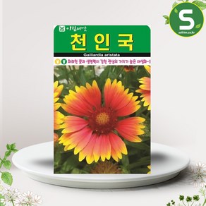 솔림텃밭몰 천인국씨앗 100립 천인국 꽃씨앗 꽃씨 야생화, 1개