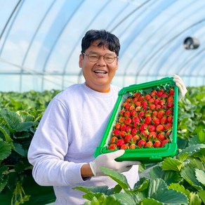 충남 홍성 홍희딸기 700g 설향 킹스베리보다 맛있는 복숭아 향 나는 신품종 달콤 수출용 선물용 딸기, 1박스, 700g 내외 (24구 내외)