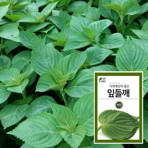 마이플랜트 청농 잎들깨 씨앗 채소 야채 텃밭, 1개