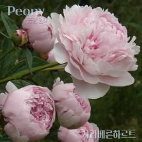 작약(Peony) 숙근 입고 사라베른하르트(2~3촉) 금강원예, 1개