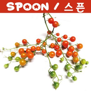 스픈 Spoon 방울토마토 세계에서 가장 작고 달콤한 희귀토마토 교육체험용 키우기 세트