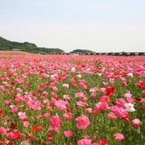 꽃씨앗 꽃양귀비 혼합색 (1000립) -다년초, 1개