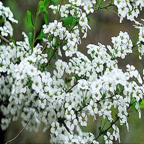 충주원예조경 / 백색설유화 / 80cm~1m / 개화주, 1개