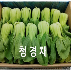 청경채 국내산 청경채 4kg 야채맘