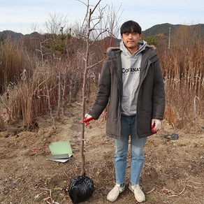 사과대추나무 묘목 5년생 유실수 재배 수확 왕대추키우기, 1개