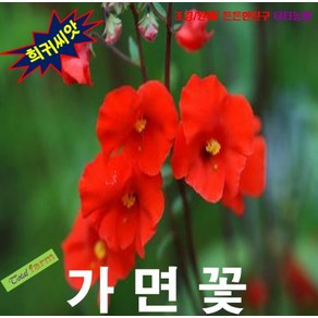 (희귀씨앗) 마스크플라워(가면꽃) 10립, 상세페이지 참조, 1개