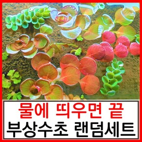 수초하우스) 물에 띄우면 끝. 초보 부상수초 랜덤세트(알아서 보내줌), 심플세트, 1개