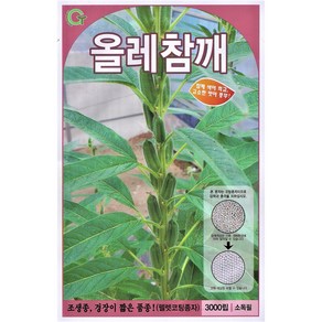 올레참깨 3000립 24년 참깨씨앗 들깨씨앗 잎들깨, 1개