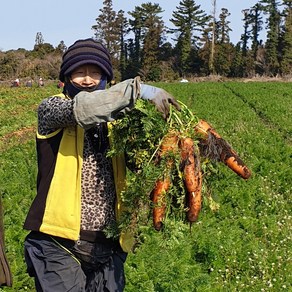 싱싱한 제주도 햇 흙당근 3kg 5kg 10kg, 1개, 5kg(중과)