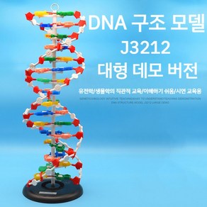 DNA 구조 모형 염색체 모델 유전 나선 이중 분자, DNA 이중나선 구조 모델 S