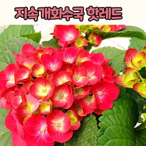 수국 핫레드(15cm 화분) 지속개화 빨간수국, 1개