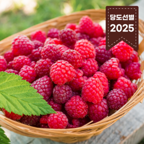 [국내산경북]당일수확 새콤달콤 당도선별 프리미엄 산딸기 생과, 1개, 250g