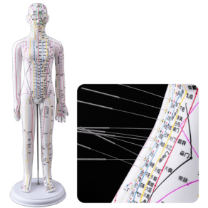 한의원 혈자리 전신모형 실습 교육용 한의학 경락혈, 화이트 여성54CM(바늘로 연습 가능), 54CM화이트여성소프트젤경혈바늘업그레이드
