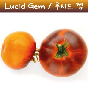 루시드 젬 Lucid Gem 큰토마토 달콤한 희귀토마토 교육용 체험용세트