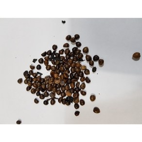 담쟁이씨앗25g(700립), 1개