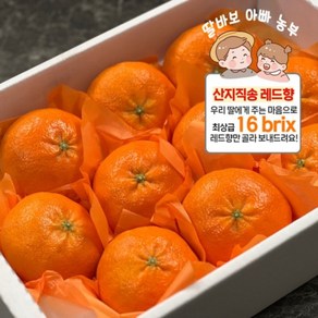 [백화점 납품] 당일수확 산지직송 프리미엄 명품 선별 초달달 16bix 레드향 선물용 3kg 1개, (포장추가) 선물용 2kg