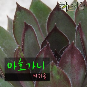 [허브여울바위솔] 마호가니 바위솔 (노지월동) 지름 15cm 중품 다육화분, 1개