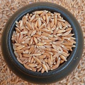 파로 5kg FARRO 이탈리아 엠머 밀 고대곡물 2023년산, 1개