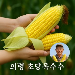 [마트납품] 고당도 달콤 아삭 초당옥수수 프리미엄, 5개, 꼬마(8~10cm)