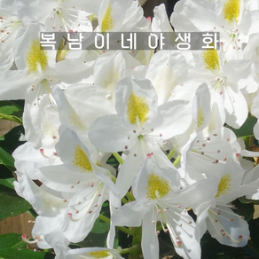 만병초 마담메종 [1포트 복남이네야생화 모종 화이트 로도덴드론 hododendon], 1개