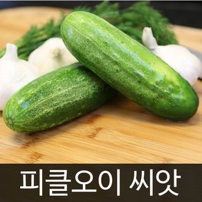 피클 오이 씨앗 채소 야채 종자 씨 cucumbe 50알, 1개