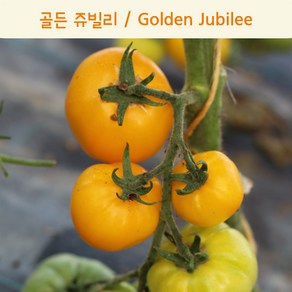 골든 쥬빌리 Golden Jubilee 달콤한 희귀토마토 교육용 체험용 세트, 1개