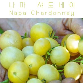 나파 샤도네이 Napa Chadonnay Blush 방울토마토 달콤한 희귀토마토 교육체험용 세트