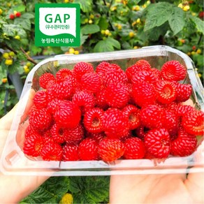 (특가세일 ) 산지직송 생과 프리미엄 햇 산딸기, 햇 산딸기  1팩 (250g), 1개