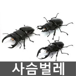 사슴벌레 장수풍뎅이 곤충 장난감 모형 피규어 미니, 1. C형 베이스포함 10-15cm(사진참조), 1개