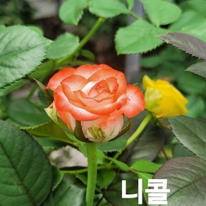 사계장미 (정원) 니콜 (연주황색) 포트(분) 키60cm 1주(개)