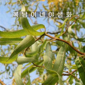 황금 용버들 [2포트](복남이네야생화 모종 곱슬버드나무 골든 샐릭스 셀릭스 salix)