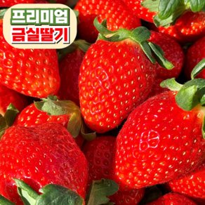 [프리미엄] 당도선별 고당도 금실딸기 농장직송, 1개, 500g 내외(1팩)