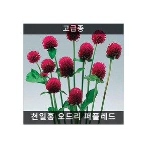 식용꽃 씨앗 모음 ... - (맨드라미 캐슬 오렌지 5000립), 1개