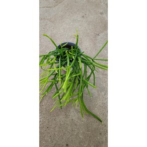 봄봄 트리고나립살리스 소품 생화식물, 1개, 0