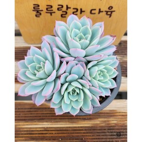 [룰루랄라다육][랜덤]다육식물 에이핑크, 1개