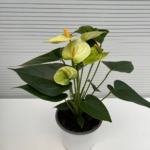 [다은꽃농원]안시리움(바닐라) 안수리움 키우기쉬운 실내공기정화식물 유해물질 제거 인테리어, 1개