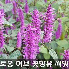 [해피플라워] 꽃향유 씨앗 0.5g / 봄 여름 파종 토종 야생화 허브 꽃씨, 1개