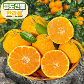 [당도선별] 한라봉 14brix 제주 산지직송